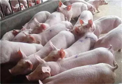 商务部:今年进口猪肉及副产品将超300万吨!