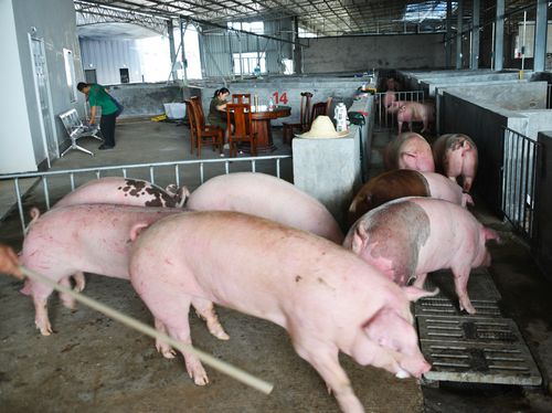 南方保联公司首条现代化生猪屠宰线建成投产