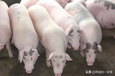 贵州制定生猪定点屠宰厂设置规划
